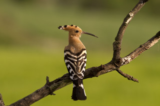 Bird long beak branch tree 3 - a long beak free wallpaper