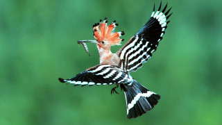 Redhead bird flying openbeak spreadwings - ecological art free wallpaper