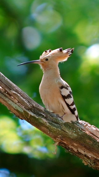 Bird sitting branch mouth open - free bird wallpaper