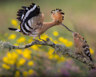 Birds branch yellow flowers biting - yellow flower free wallpaper