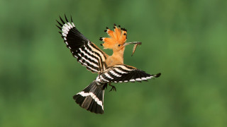 Bird flower flying air blurry - arie smit free wallpaper