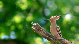 Bird branch blurry background bokeh - focus free wallpaper