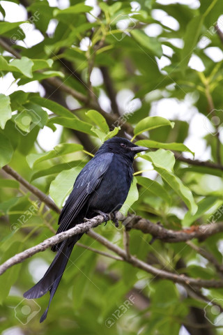 Black bird branch leaves garden - a branch of a tree free wallpaper
