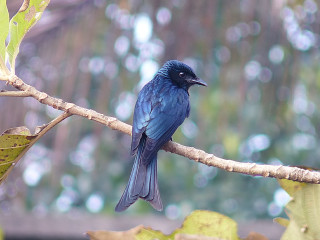 Blue bird sitting branch tree 6 - a branch in a tree free wallpaper