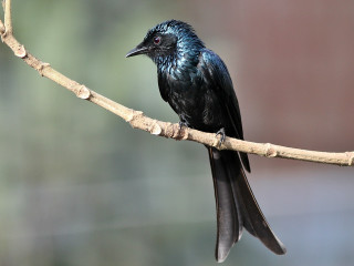 Black bird branch tree blurry - a branch of a tree free wallpaper