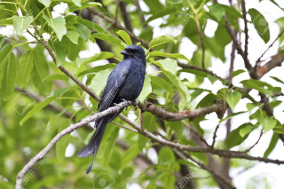 Bird branch tree leaves background - a branch of a tree free wallpaper
