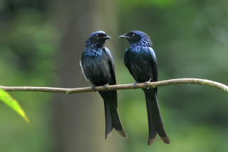 Two birds sitting branch forest - an illustration of free wallpaper
