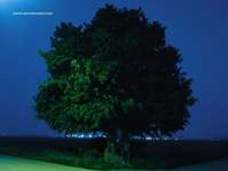 Tree field full moon blue - a blue sky free wallpaper