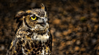 Owl yellow eyes brown spots - a close up of an owl free wallpaper