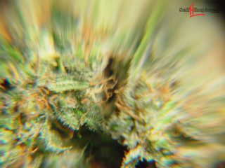 Blurry plant green leaves red - macro len free wallpaper