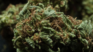 Green plant dirt macro forest - a green plant free wallpaper