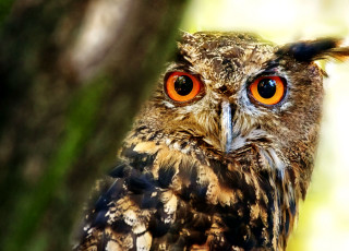 Bird orange eyes tree blurry - animal photography free wallpaper