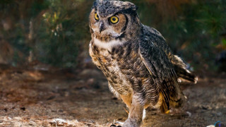 Large owl dirt field forest 2 - top of a dirt field next free wallpaper