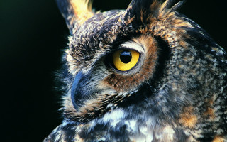 Owl yellow eyes black background - a close up of an owl free wallpaper