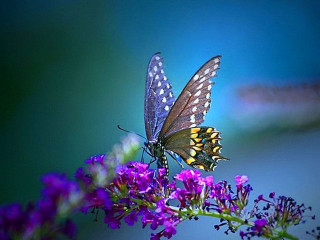 Butterfly purple flower blue background 2 - a purple flower free wallpaper