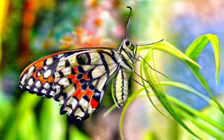 Butterfly multicolored wings plant bokeh - a green plant free wallpaper