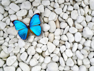 Blue butterfly white rocks brown - a brown stripe free wallpaper