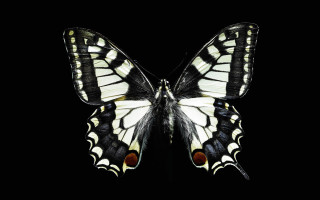 Butterfly black white red spot - spot free wallpaper