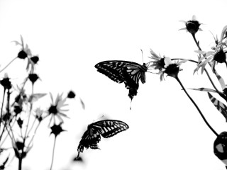 Butterflies flying over flower white - two butterfly free wallpaper