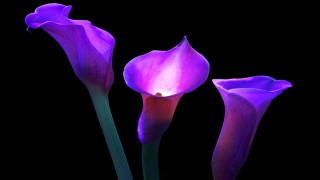Three purple flowers vase black - david lachapelle free wallpaper