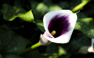 White purple flower green leaves 2 - anne rigney free wallpaper