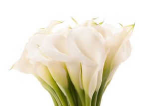 White flower vase white background - a white background behind free wallpaper