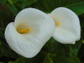 White flowers water droplets grass - water droplet free wallpaper