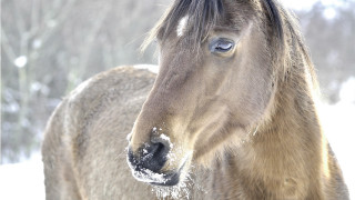 Horse blue eye snow woods - tonalism free wallpaper