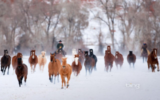 Horses running snow field man - a snow free wallpaper