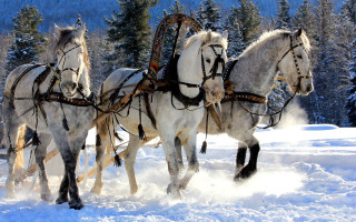 Horses sleigh snow forest trees 2 - in a forest area free wallpaper