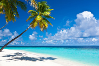 Beach palm tree blue sky 19 - a white sand beach free wallpaper