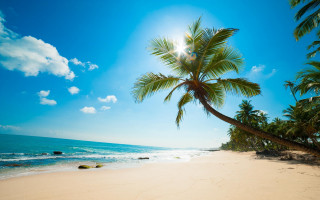 Palm tree beach sun clouds 2 - the ocean in the background free wallpaper