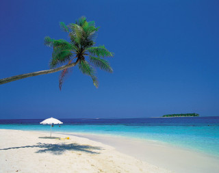 Palm tree beach blue sky 34 - a palm tree free wallpaper