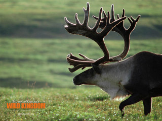 Deer antlers green field flowers - a green field free wallpaper