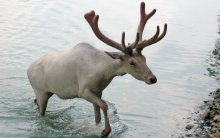 White deer antlers wading water - ecological free wallpaper