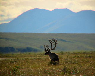Deer standing field mountains background - free forest wallpaper