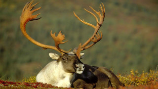 Deer laying head back field - its head on free wallpaper