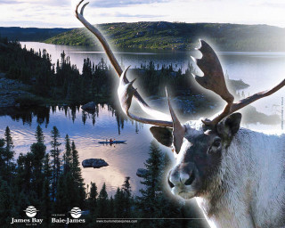 Deer antlers lake forest canoe - antler free wallpaper