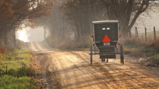 Horse carriage country road trees - tree and grass free wallpaper