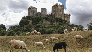 Sheep grazing hillside castle tall - almada negreiro free wallpaper