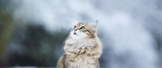 Cat looking up waterfall snow - bourgeoi free wallpaper