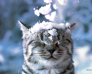 Cat snow eyes camera snowball - its head free wallpaper