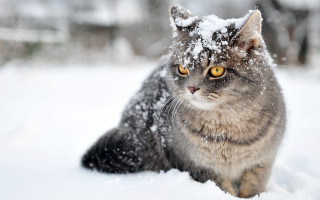 Curious cat snow looking camera - curious free wallpaper
