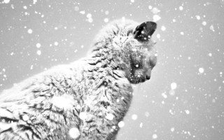 Cat snow looking up sky 2 - free dogs wallpaper