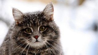 Cat sitting snow outside winter - curious free wallpaper