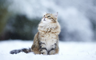Cat snow looking up sky - the ground behind free wallpaper