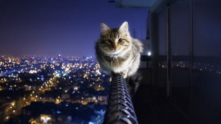 Cat sitting metal railing nighttime - symmetric balance free wallpaper