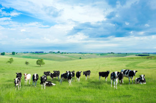 Herd cows lush green field - hill free wallpaper