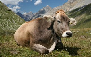 Cow laying field mountains clouds - a cow free wallpaper