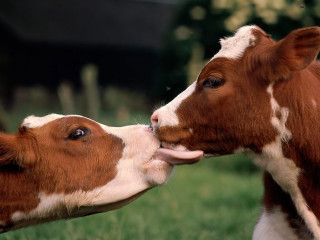 Cow licking nose field barn - a cow free wallpaper